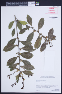 Ilex coriacea image