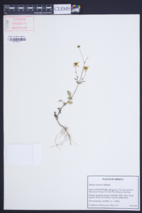 Bidens clavata image