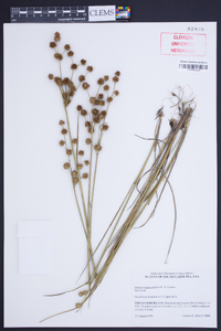 Juncus megacephalus image