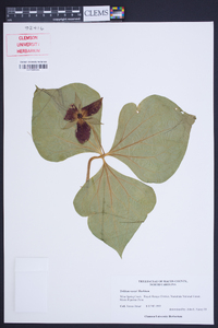 Trillium vaseyi image