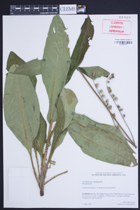 Cynoglossum virginianum image