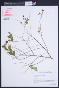 Symphoricarpos orbiculatus image