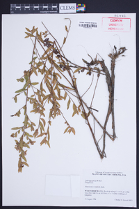 Ludwigia pilosa image