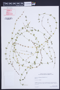 Cruciata pedemontana image