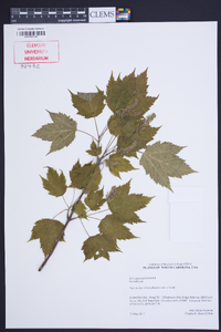 Acer spicatum image