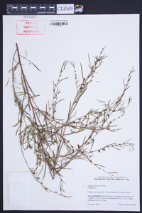 Ludwigia linearis image