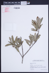 Quercus pumila image