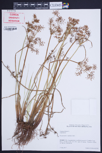 Cyperus haspan image