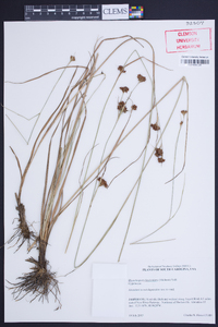 Rhynchospora fascicularis image