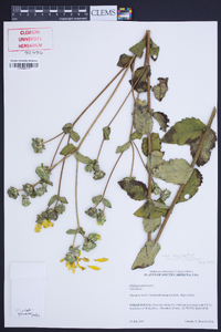 Silphium asteriscus image