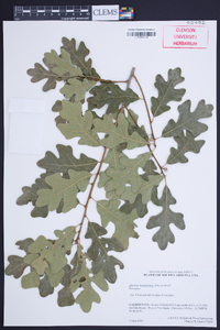 Quercus margarettae image