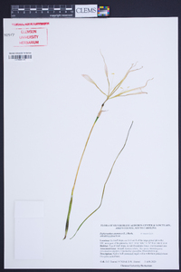 Zephyranthes atamasca image