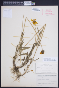 Coreopsis lanceolata image