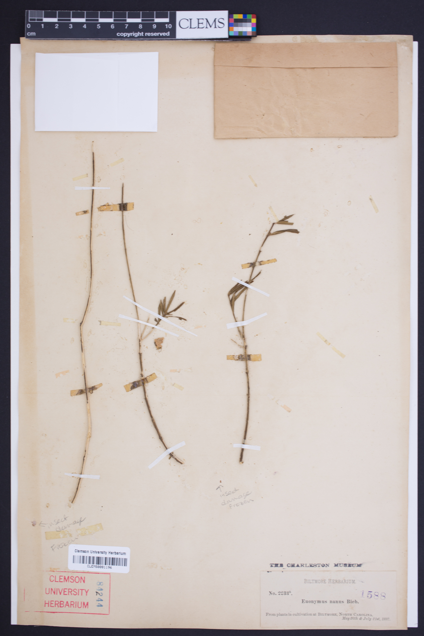 Euonymus nanus image