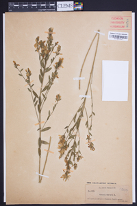 Genista tinctoria image