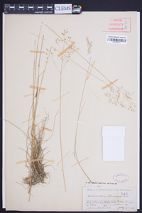 Deschampsia flexuosa image