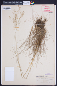 Deschampsia flexuosa image