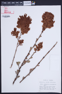 Polygonella macrophylla image