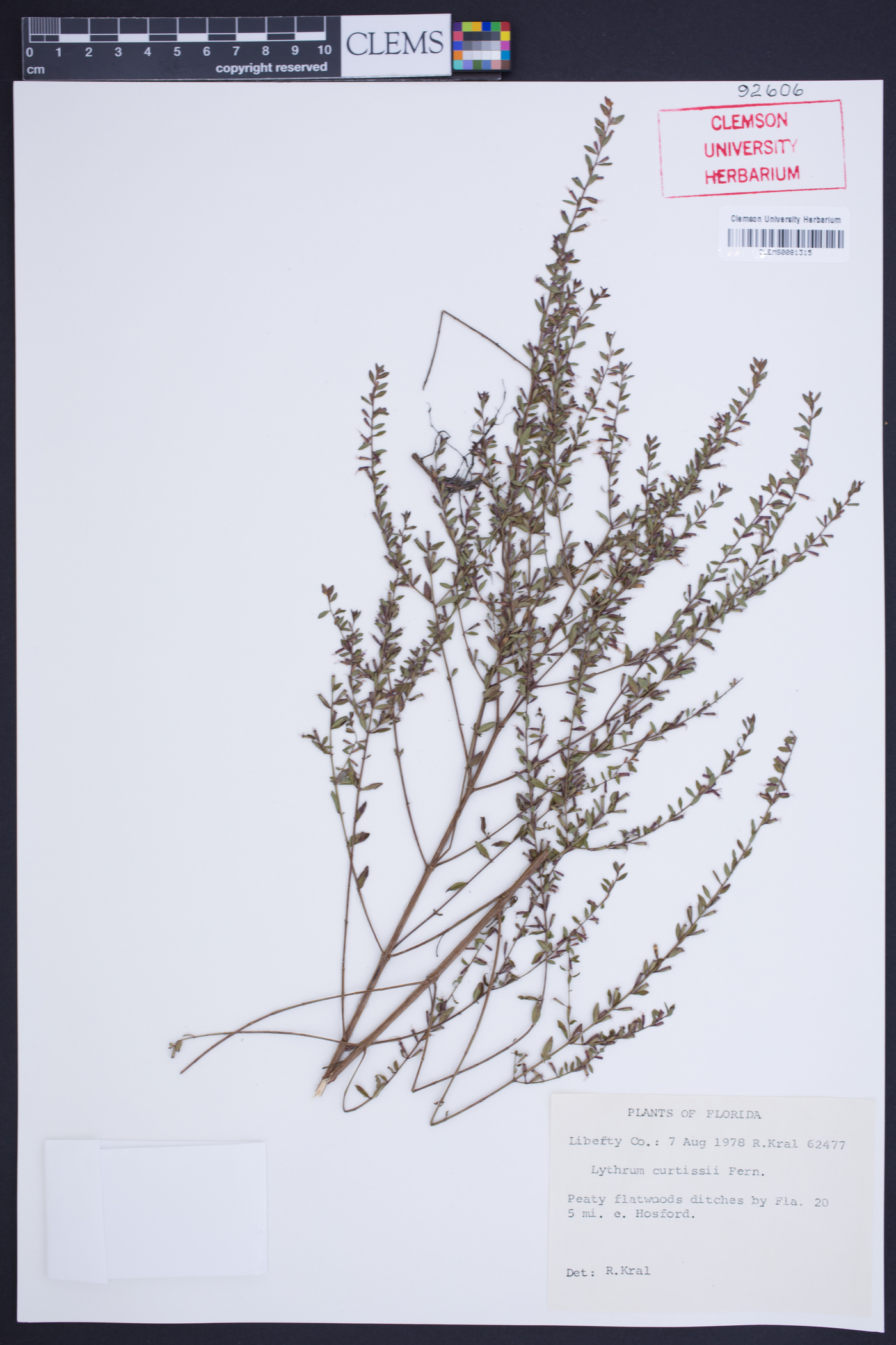 Lythrum curtissii image