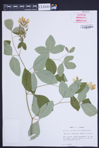 Baptisia megacarpa image