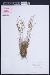 Juncus georgianus image