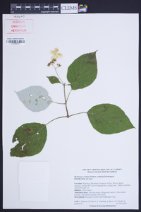 Hydrangea radiata image