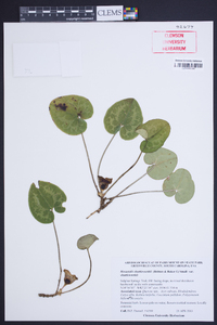 Hexastylis shuttleworthii image