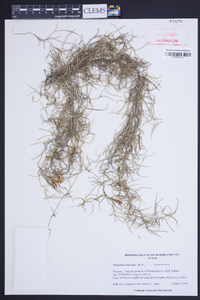 Tillandsia usneoides image