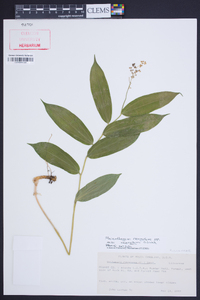 Maianthemum racemosum subsp. racemosum image