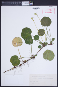 Shortia galacifolia image