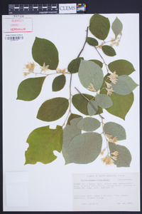 Styrax grandifolius image