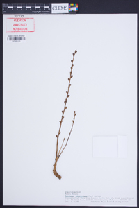 Epifagus virginiana image