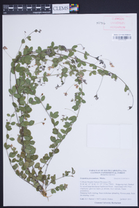 Lespedeza procumbens image