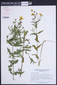 Coreopsis major image