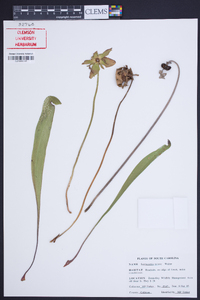 Sarracenia minor image