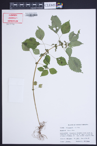 Pilea pumila image