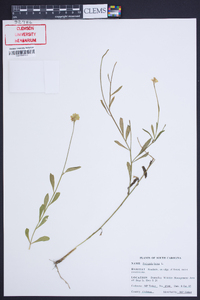 Polygala lutea image