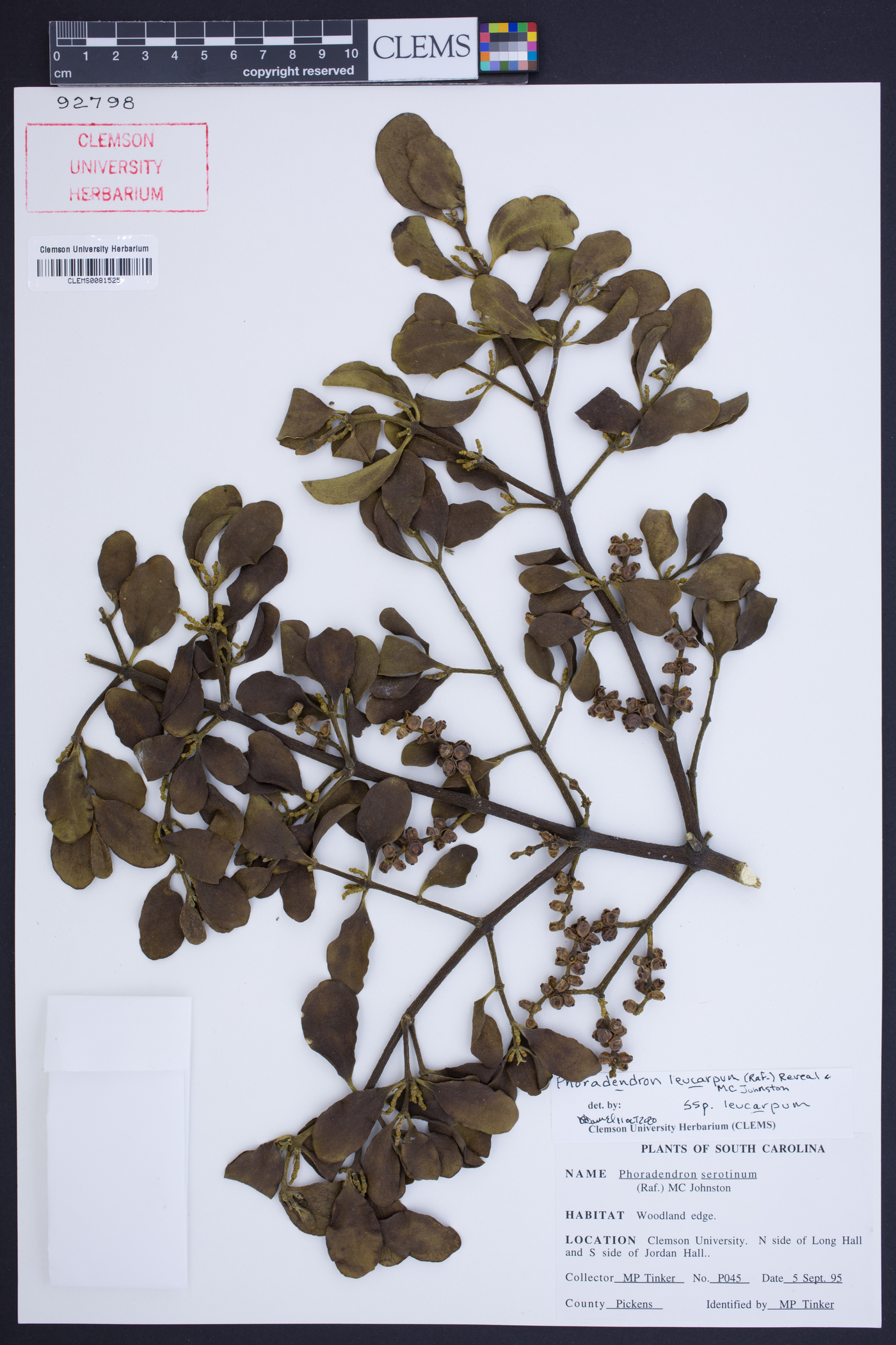 Phoradendron leucarpum subsp. leucarpum image