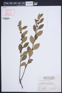 Lyonia mariana image