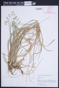 Poa cuspidata image