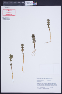 Obolaria virginica image