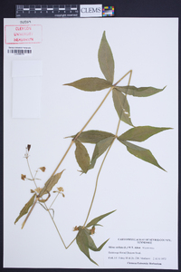 Silene stellata image