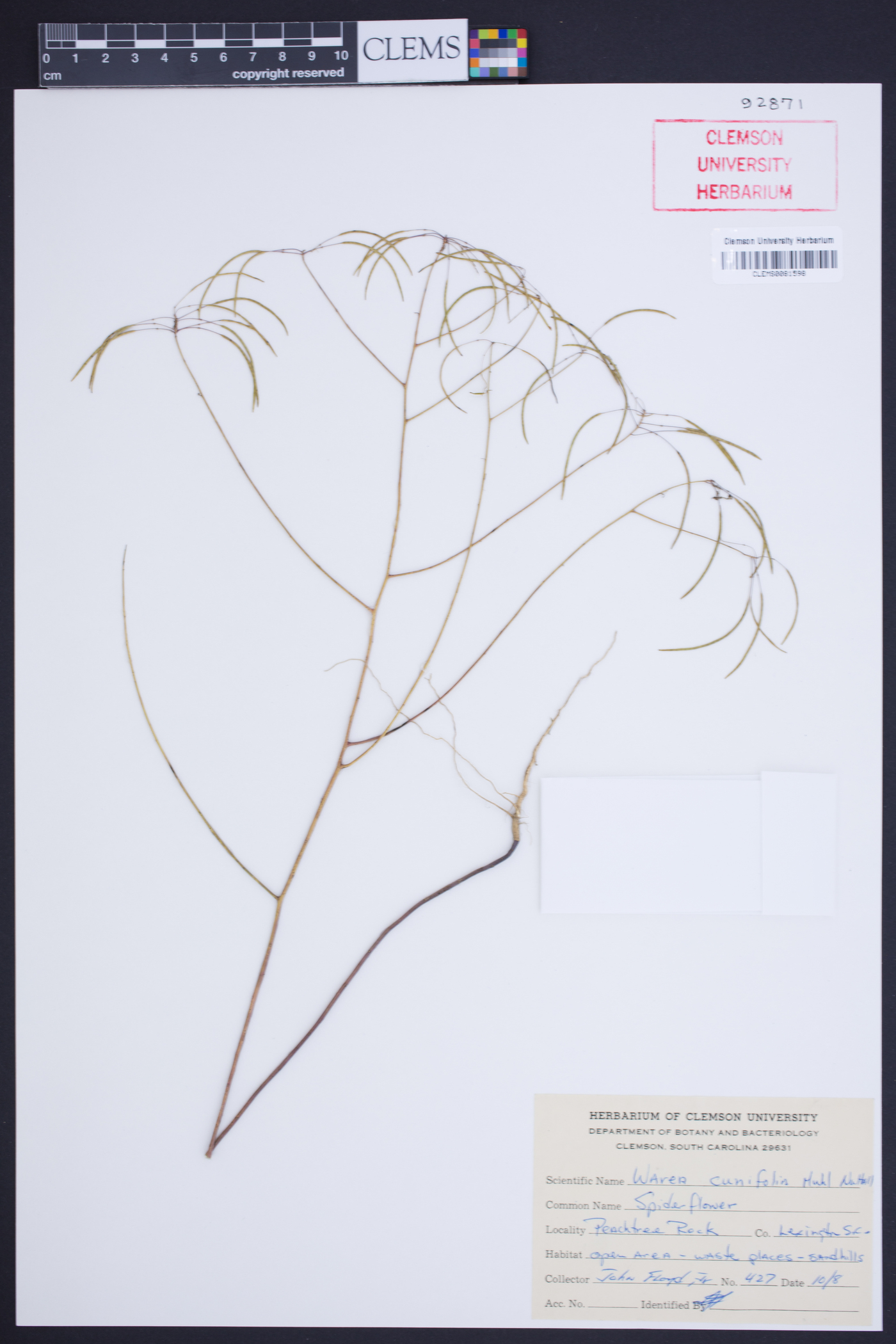 Warea cuneifolia image