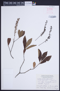 Clethra alnifolia image