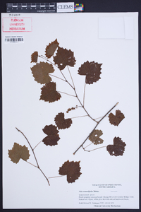 Vitis rotundifolia image