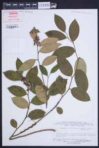 Leucothoe axillaris var. axillaris image