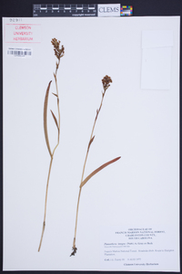 Platanthera integra image