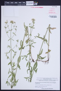 Pycnanthemum flexuosum image