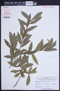 Quercus hemisphaerica image