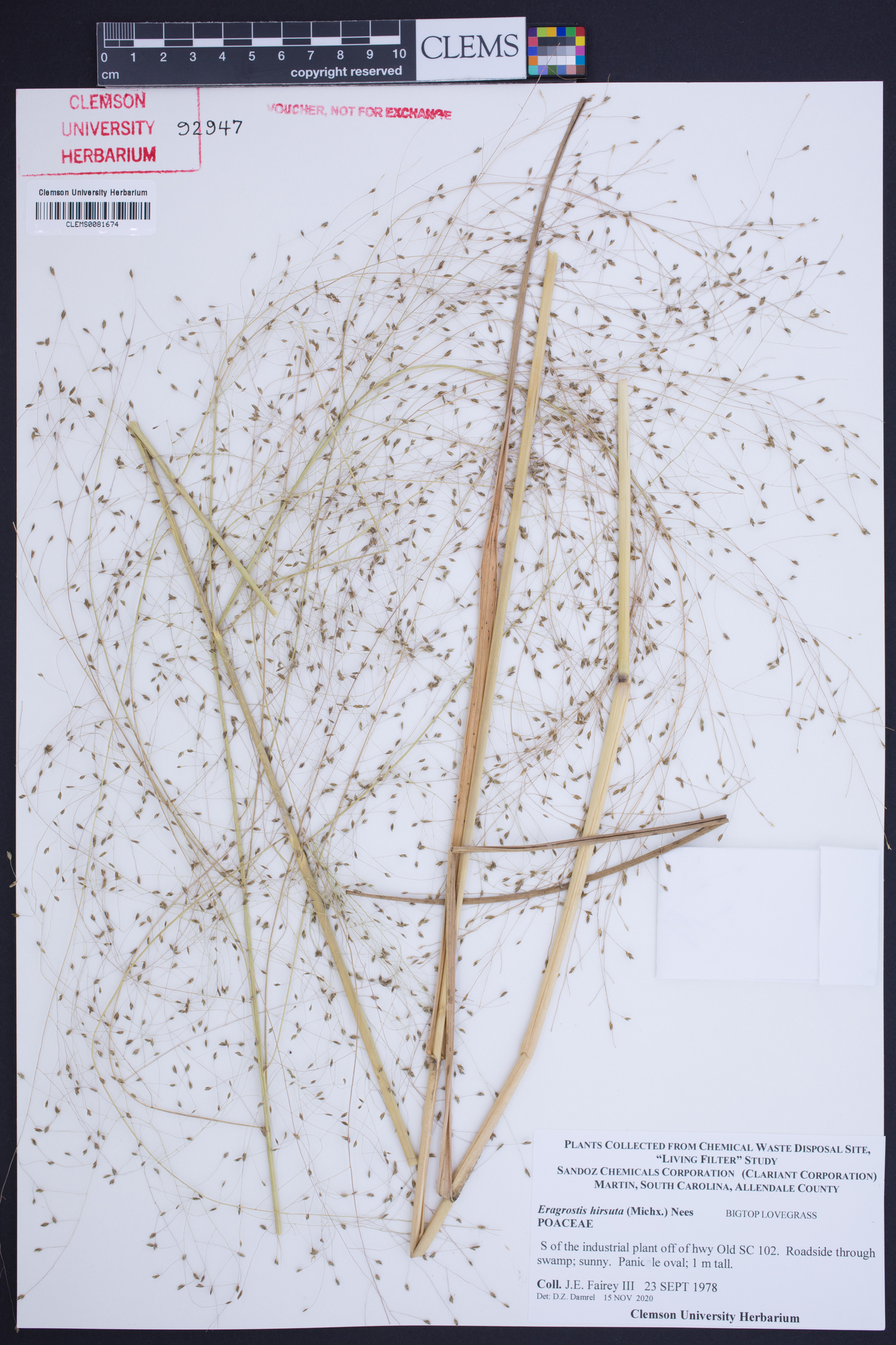 Eragrostis hirsuta image